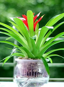 水養(yǎng)花卉爛根