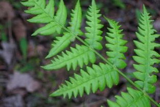 地下室能養(yǎng)花草