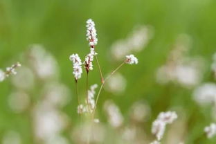 養(yǎng)花養(yǎng)博客草