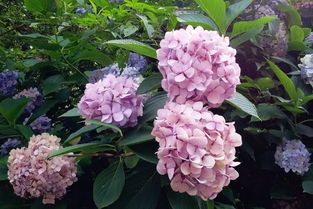 家用養(yǎng)花如何購買肥料