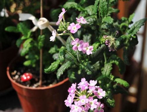 屋里重復(fù)養(yǎng)花好