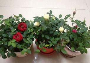 養(yǎng)花幾要換盆