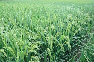 水稻養(yǎng)花灌漿需要多長時(shí)間啊