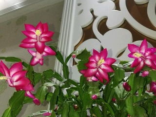 用泡沫養(yǎng)花好