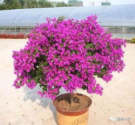 怎么樣養(yǎng)花長的快