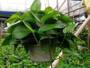 養(yǎng)花營(yíng)養(yǎng)液綠蘿多久會(huì)死