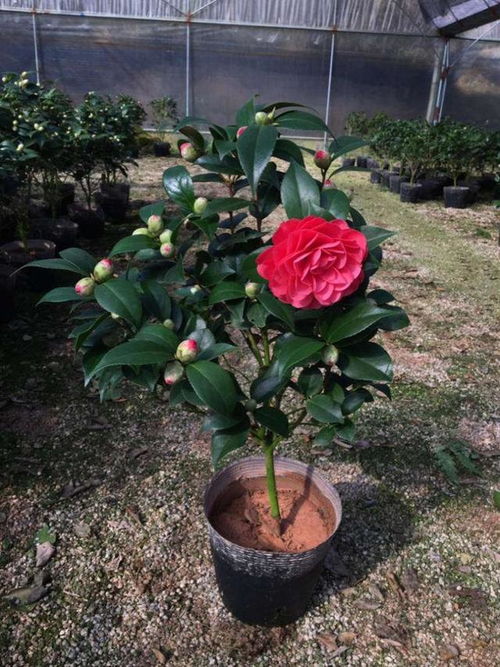 花園陽(yáng)光不好怎樣養(yǎng)花