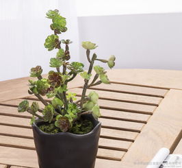 辦公室養(yǎng)花驅(qū)蟲