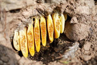 養(yǎng)花還能養(yǎng)蜂蜜么