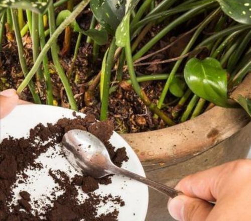 雞糞與羊糞養(yǎng)花比較