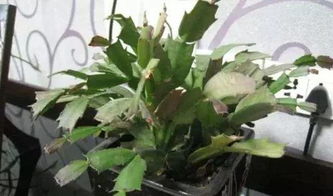 養(yǎng)花大全蟹爪蘭春季施養(yǎng)法