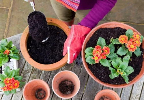 養(yǎng)花的紫砂盆有什么好處
