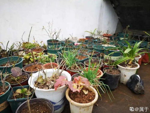 家里養(yǎng)花如何殺蟲