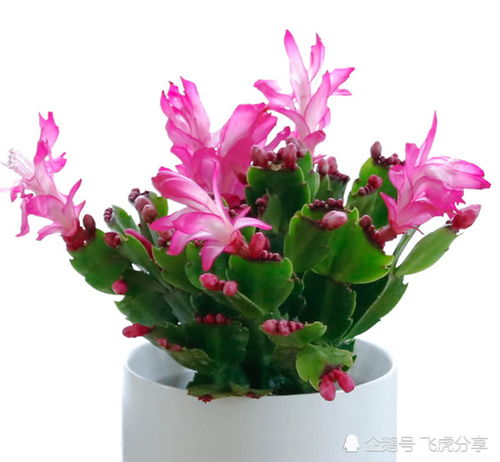 室內(nèi)養(yǎng)花總長不好