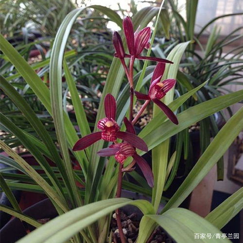 家養(yǎng)花小飛蟲是啥