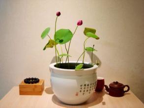 室內(nèi)養(yǎng)花太多與風(fēng)水