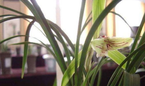 養(yǎng)花為什么天天澆水葉子黃