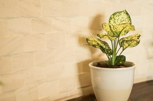 養(yǎng)花屬于環(huán)保嗎