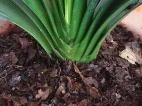 養(yǎng)花營(yíng)養(yǎng)土自己怎么配