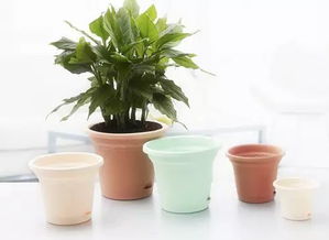 高花盆養(yǎng)花好嗎