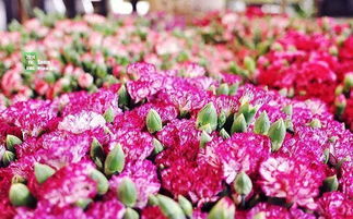 我愛養(yǎng)花的資料