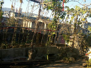 高層養(yǎng)花不接地氣