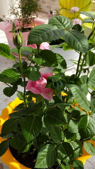 準(zhǔn)備入手養(yǎng)花