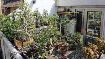 自來(lái)水滴水養(yǎng)花