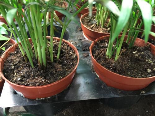 養(yǎng)花泥土有蟲(chóng)線(xiàn)蟲(chóng)