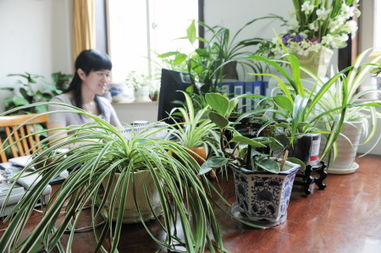 辦公室實用的水養(yǎng)花