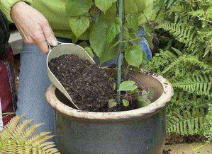 養(yǎng)花的土里面加什么