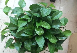 家庭養(yǎng)花換盆綠蘿