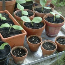 簡易制作家用養(yǎng)花土