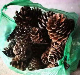 松球如何發(fā)酵養(yǎng)花