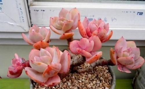 養(yǎng)花的基肥怎么配置