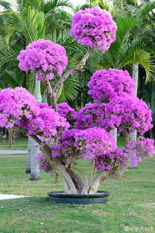 養(yǎng)花是不是不能經(jīng)常動(dòng)位署