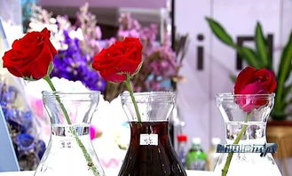 拿可樂(lè)養(yǎng)花