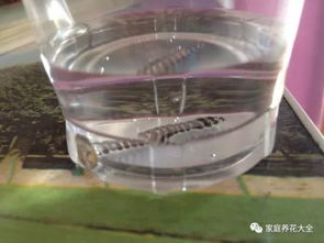 養(yǎng)花水里有鐵銹好嗎