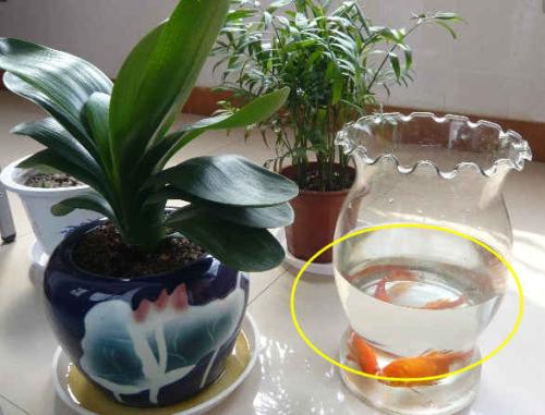 養(yǎng)花的營養(yǎng)液可以泡鮮花嗎