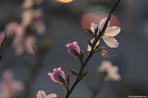 象征財(cái)富親情的家養(yǎng)花