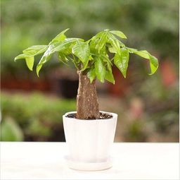 家里養(yǎng)花如何澆水