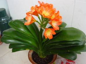 家里養(yǎng)花木應(yīng)該注意什么