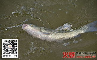 草魚混養(yǎng)花龜模式