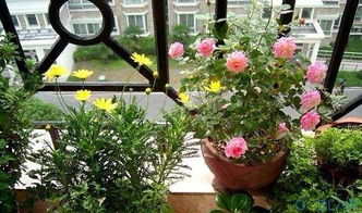 室內(nèi)養(yǎng)花怎施肥