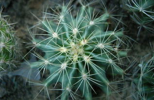 風水養(yǎng)花能養(yǎng)仙人球嗎