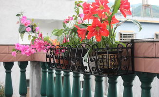 陽臺太陽太大養(yǎng)花怎么辦