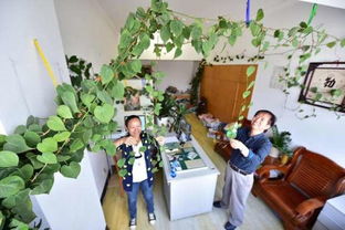 谷子養(yǎng)花是那個(gè)時(shí)候