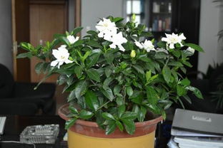 養(yǎng)花匠小齊梔子花噴水