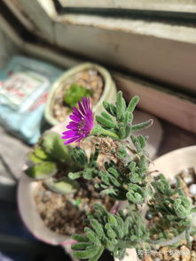 養(yǎng)花人的性格特征