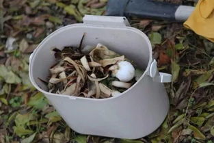 城市養(yǎng)花制作肥料